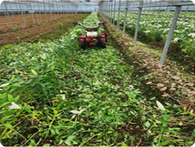 백합 수급 안정 사업 추진 과정에서 농가가 기계로 절화된 백합을 수거하는 장면